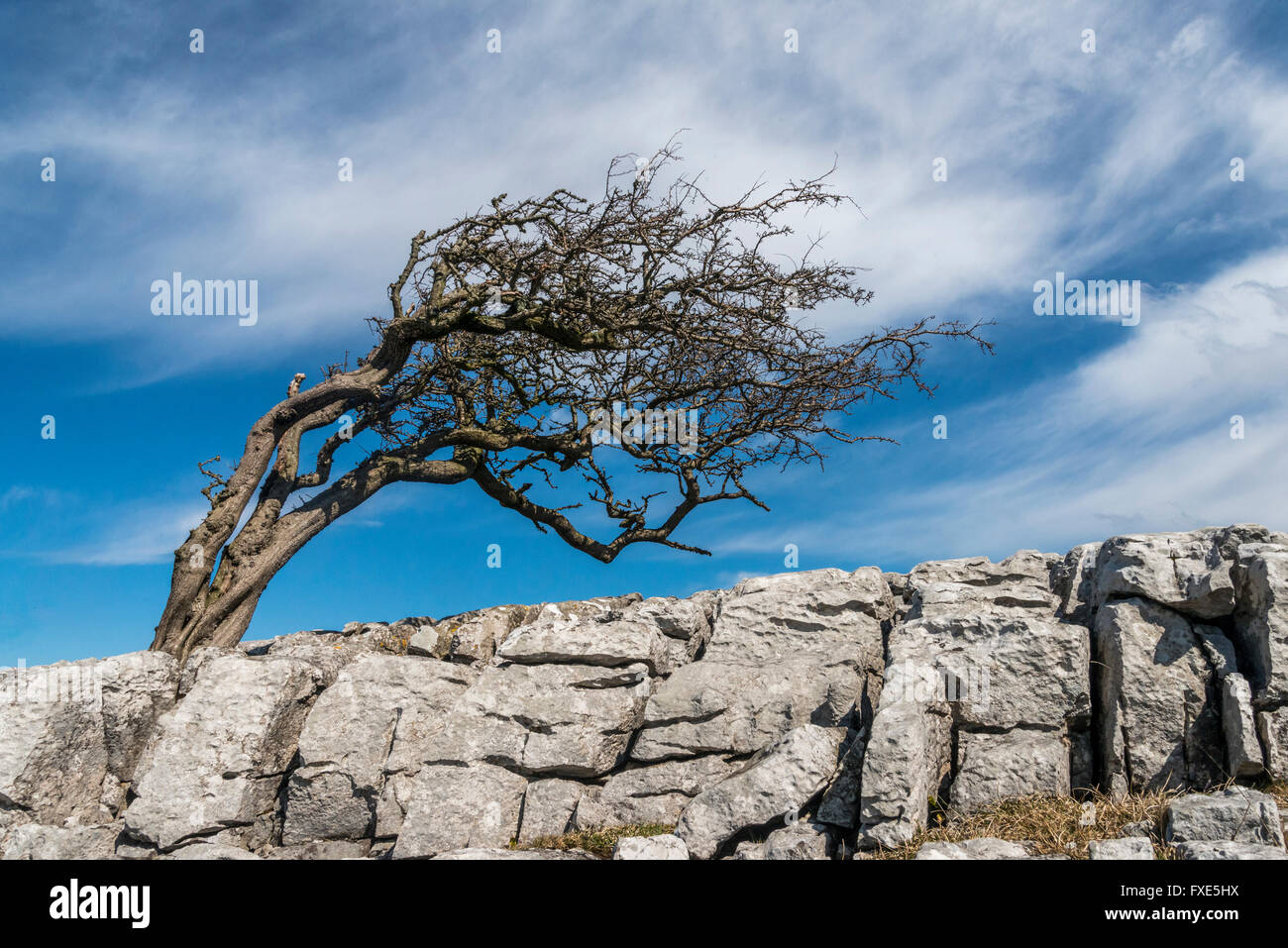 Wind battered Hawthorn Tree and limestone clints on Twistleton Scar in the Yorkshire Dales Stock Photo