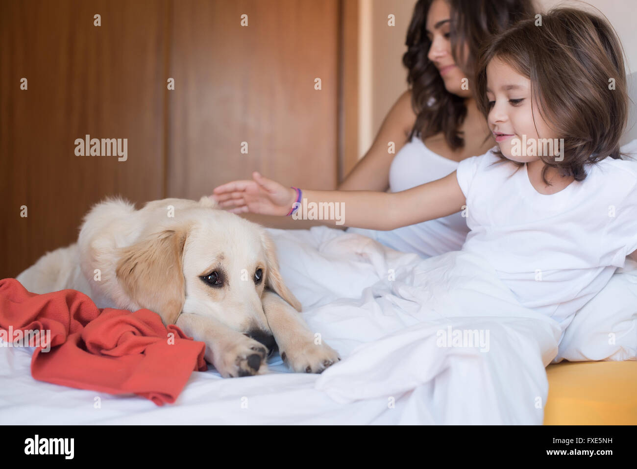 Golden Retriever puppy dog in the bed with human family Focus on dog