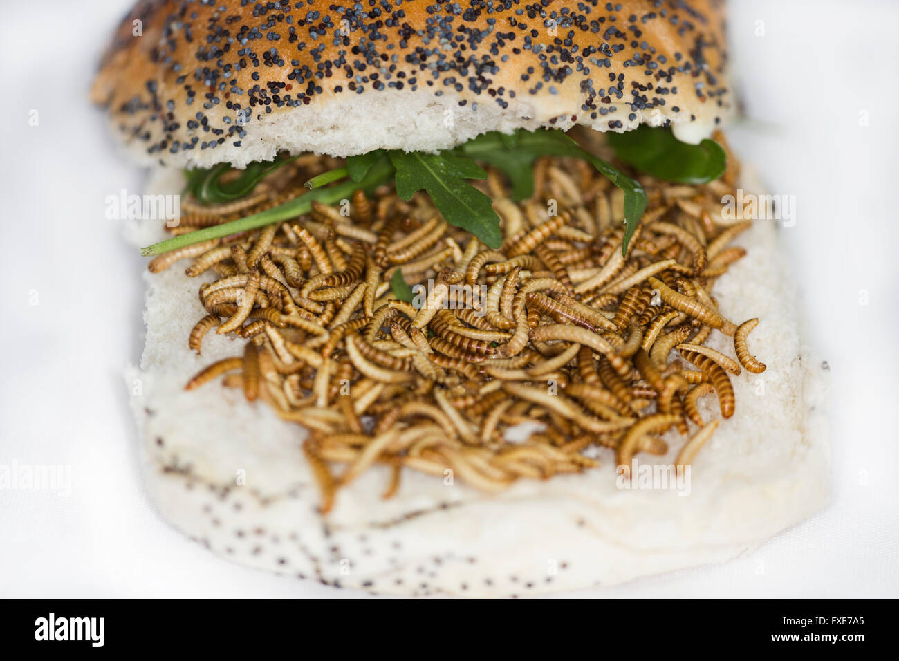 large scale production of edible insects (mealworms) in Holland Stock Photo