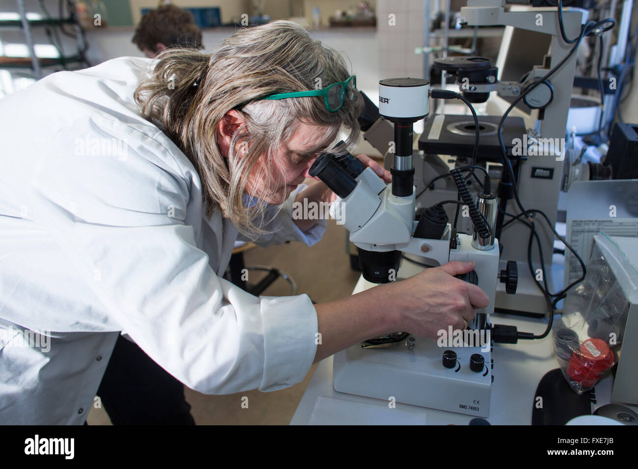 laboratory research for improving the taste of insects for human consumption Stock Photo