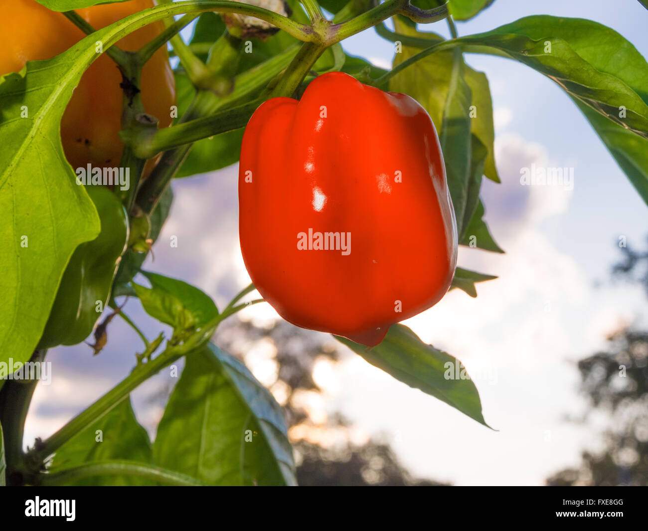 Paprika garden harvest hi-res stock photography and images - Alamy