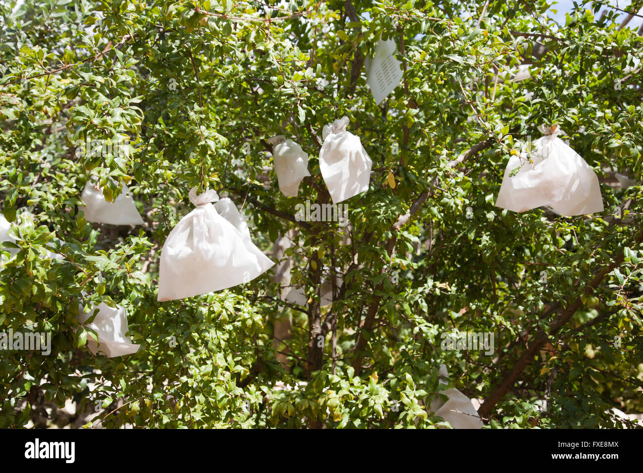Birds on tree plastic bags hires stock photography and images Alamy
