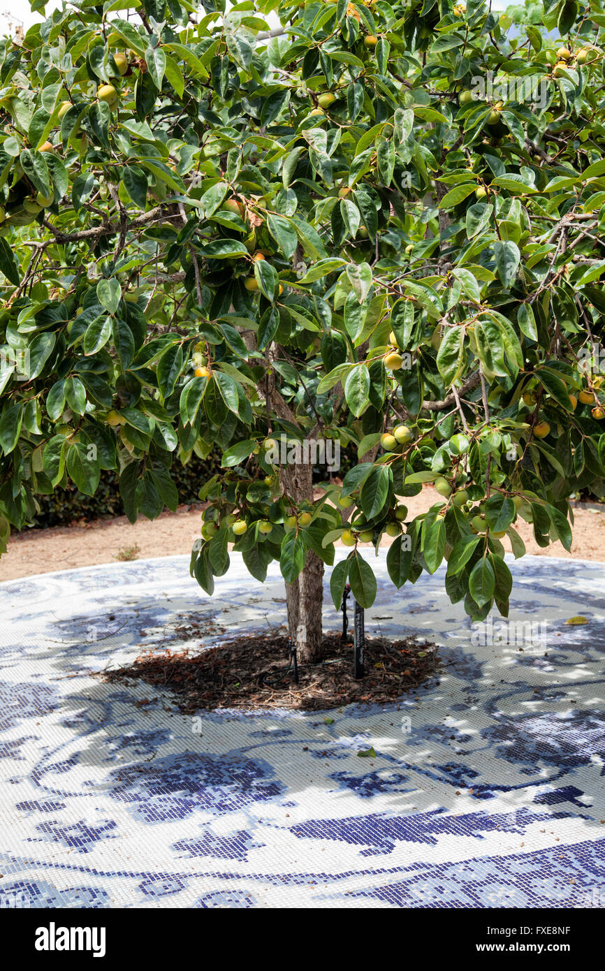 Persimmon tree hi-res stock photography and images - Alamy