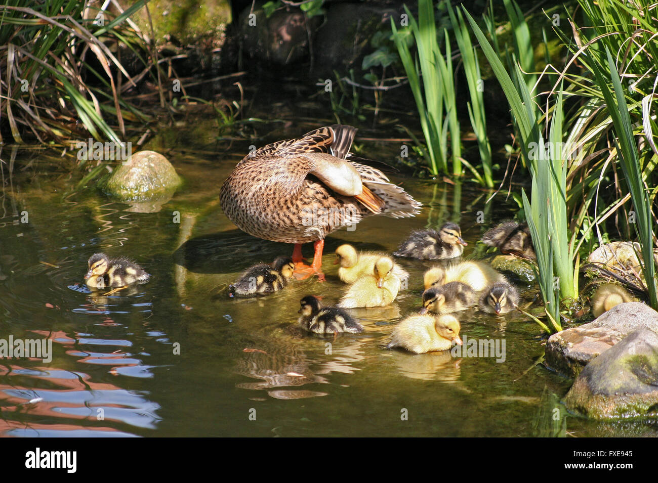 mallard mother with her ducklings at the edge of a pond Stock Photo
