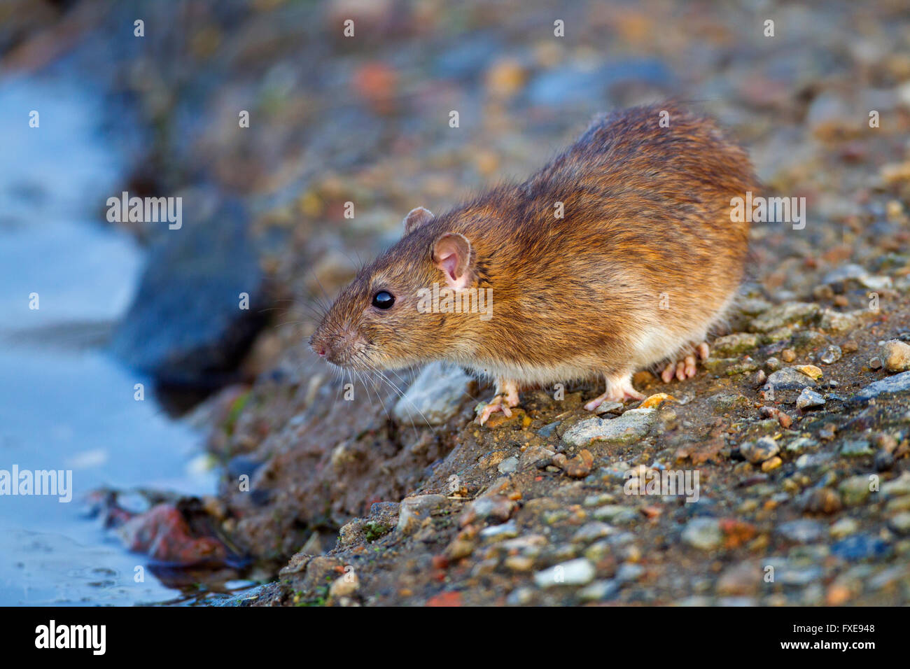Brown rat Rattus norvegicus feeding on the edge of a duck pond eating