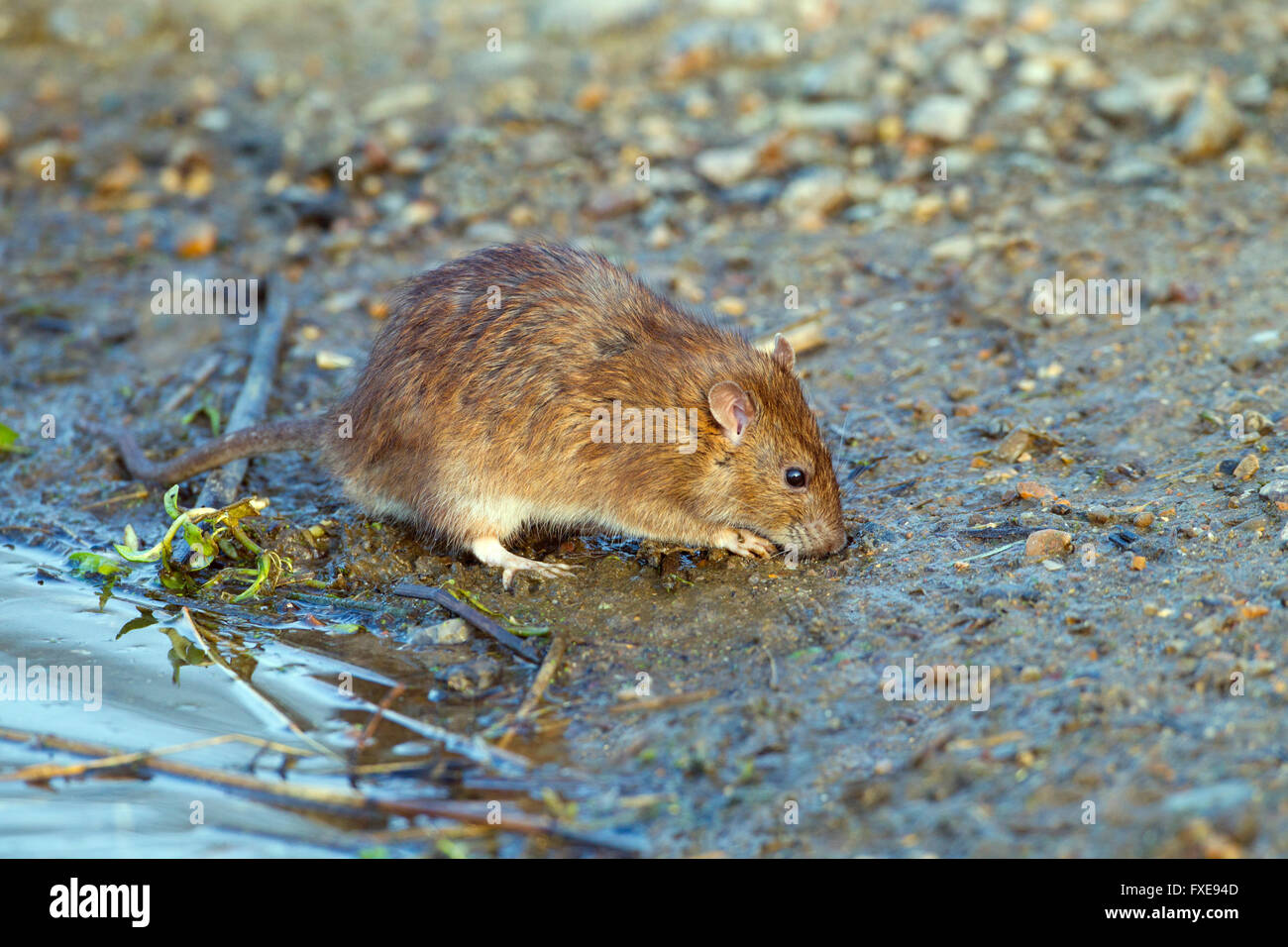 Brown rat Rattus norvegicus feeding on the edge of a duck pond eating