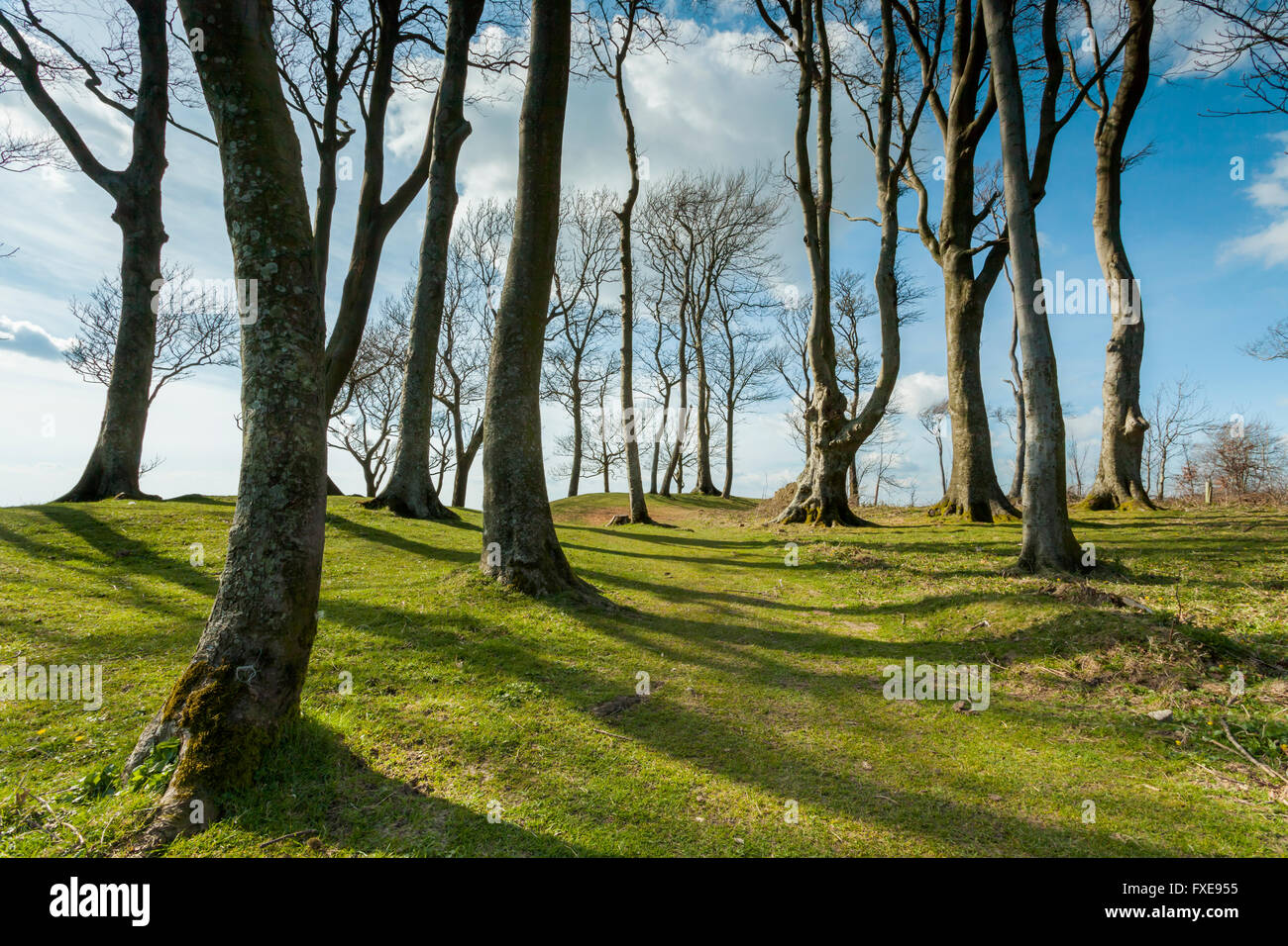 Chanctonbury Ring on the South Downs near Steyning, West Sussex, England. Stock Photo