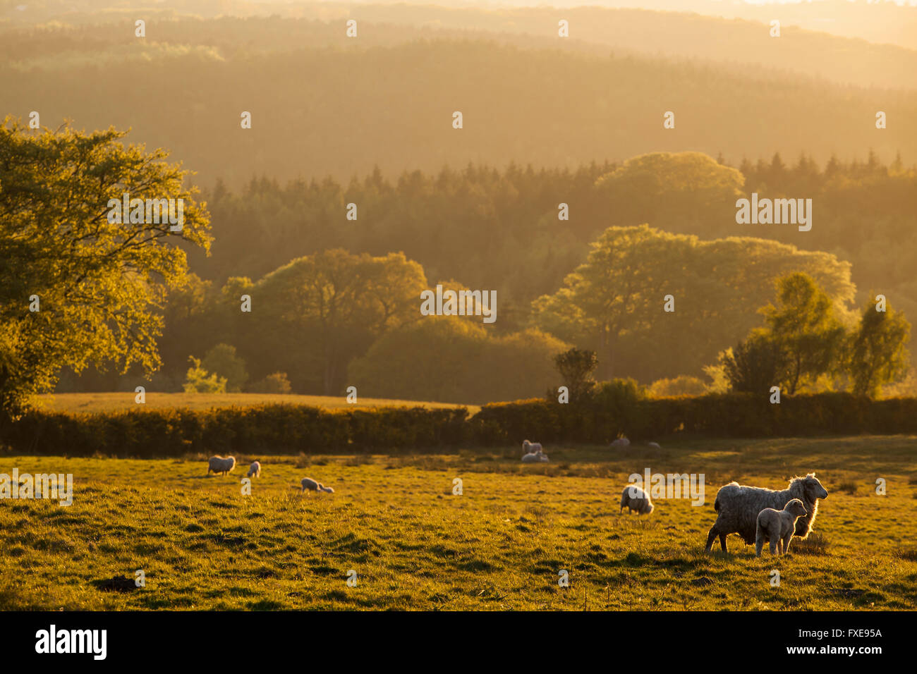 Spring sunset on High Weald near Burwash, East Sussex, England. Stock Photo