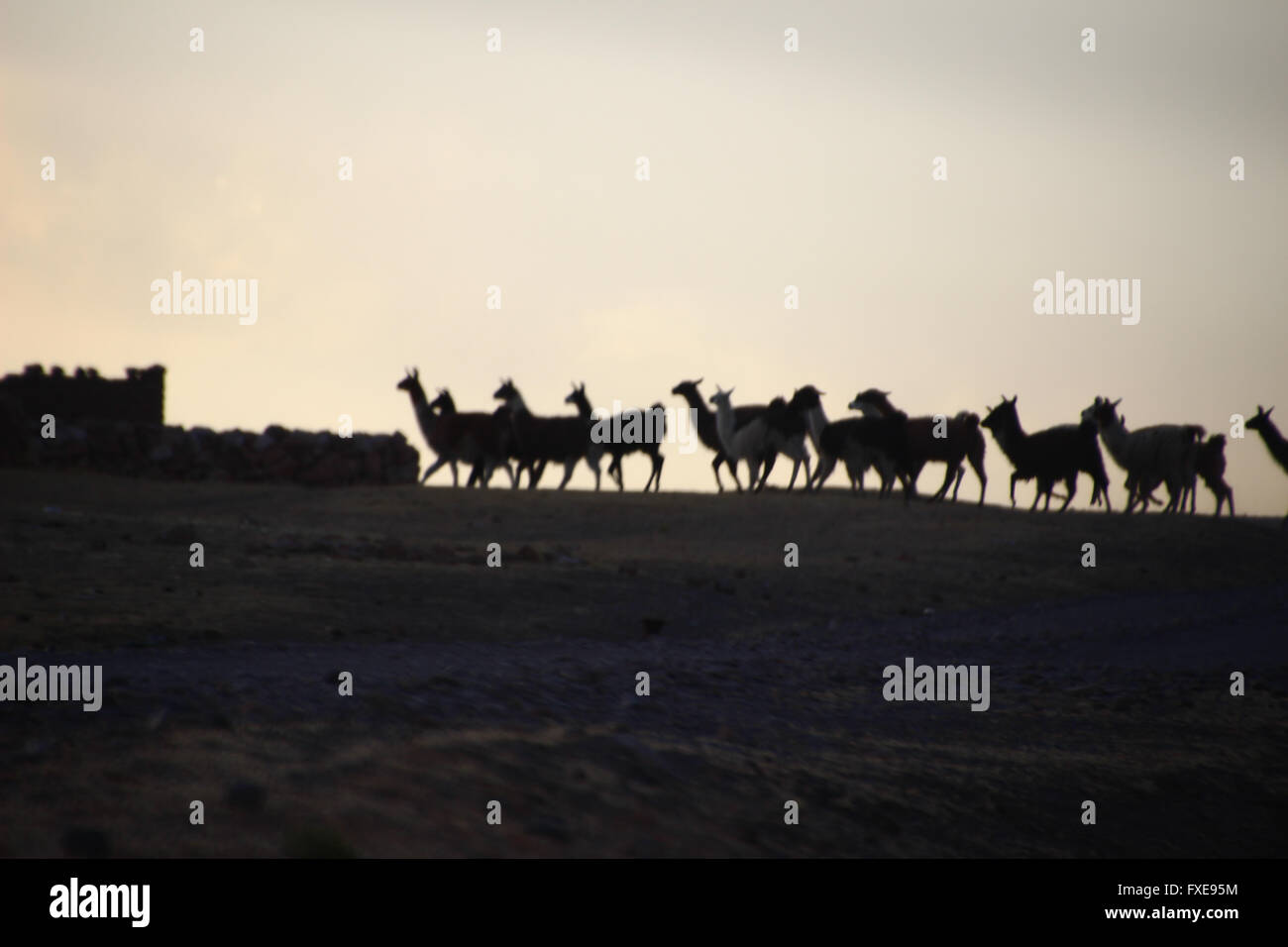 lamas in back light. Stock Photo