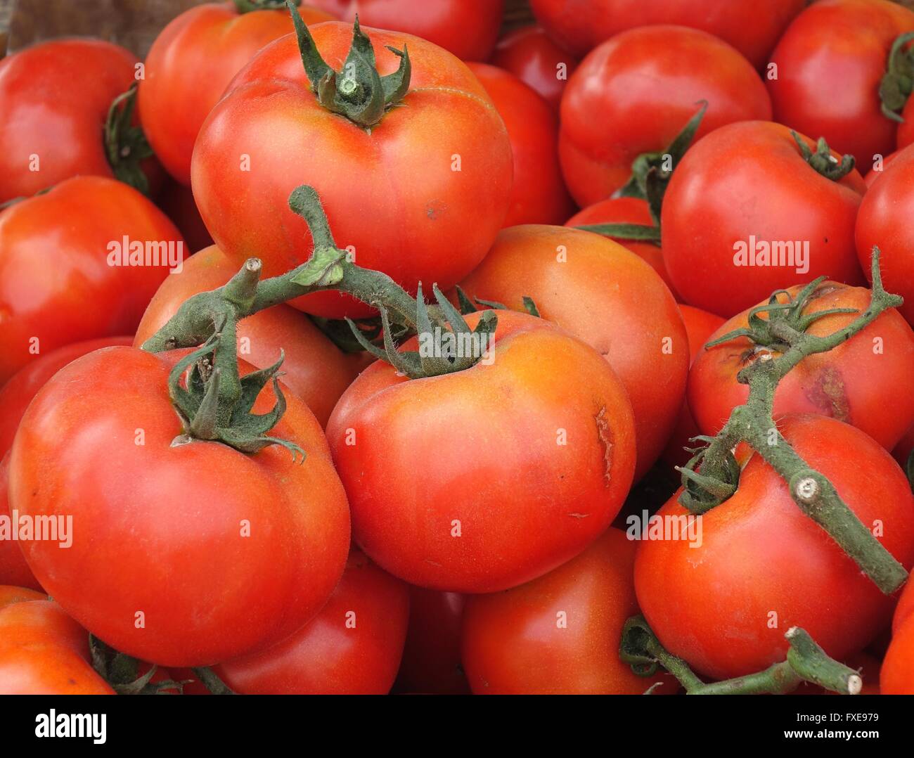 Bright red garden tomatoes are being sold at a farmer market Stock ...