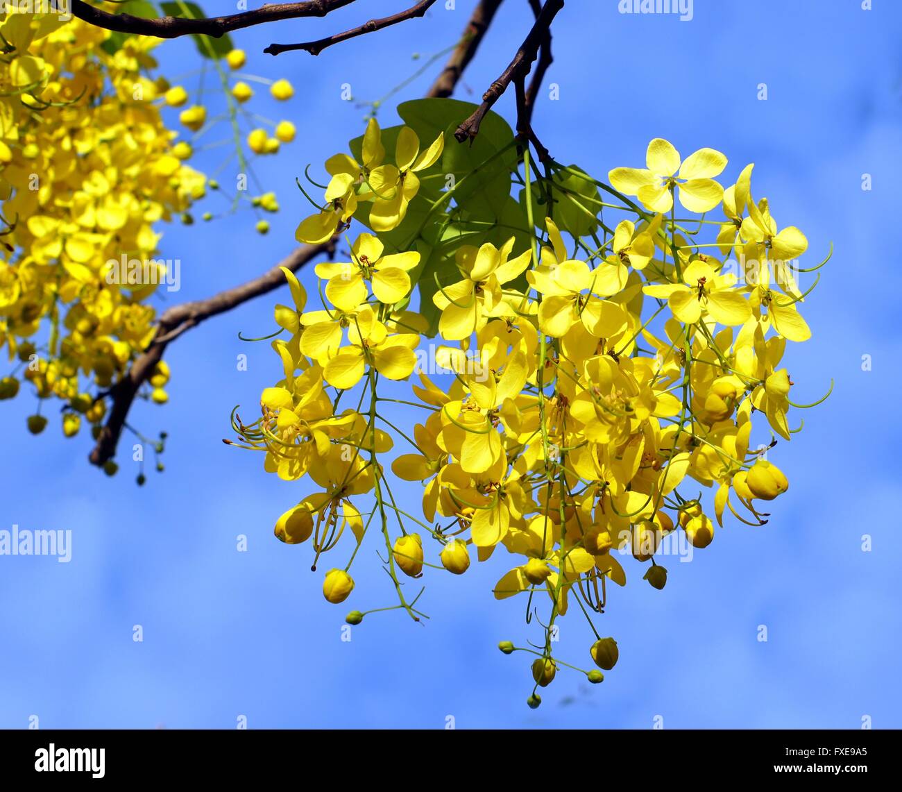 Flowers of the Golden Rain Tree (Laburnum anagyroides Stock Photo Alamy