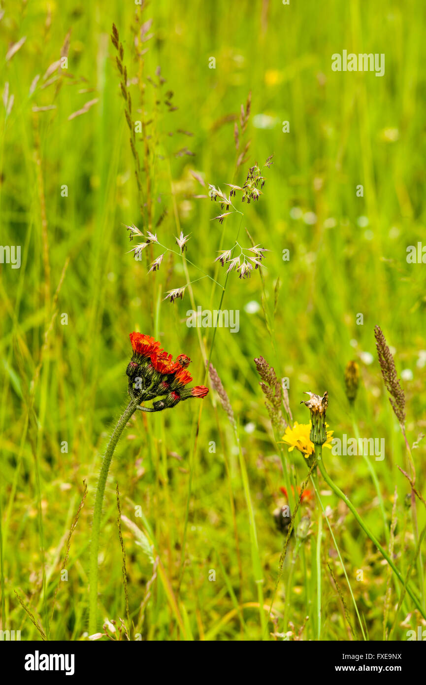 Orange Hawkweed and other wild flowers in grass lawnu Stock Photo