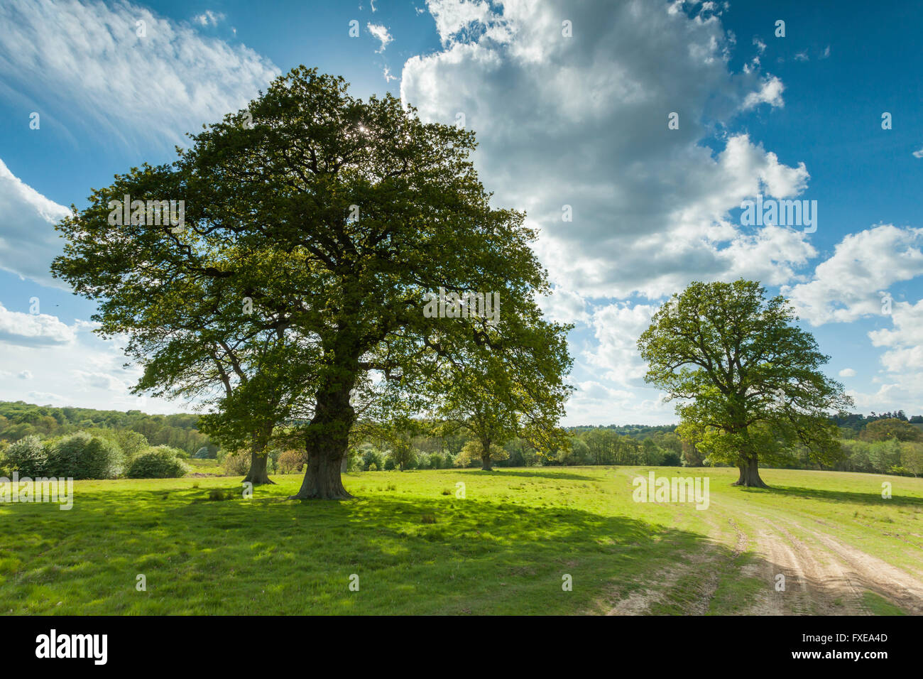 Spring afternoon in Eridge Park, East Sussex, England. High Weald. Stock Photo