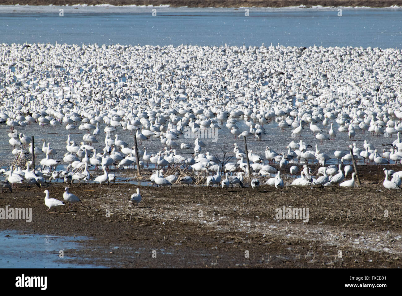 Snow Geese migrating north. Stock Photo