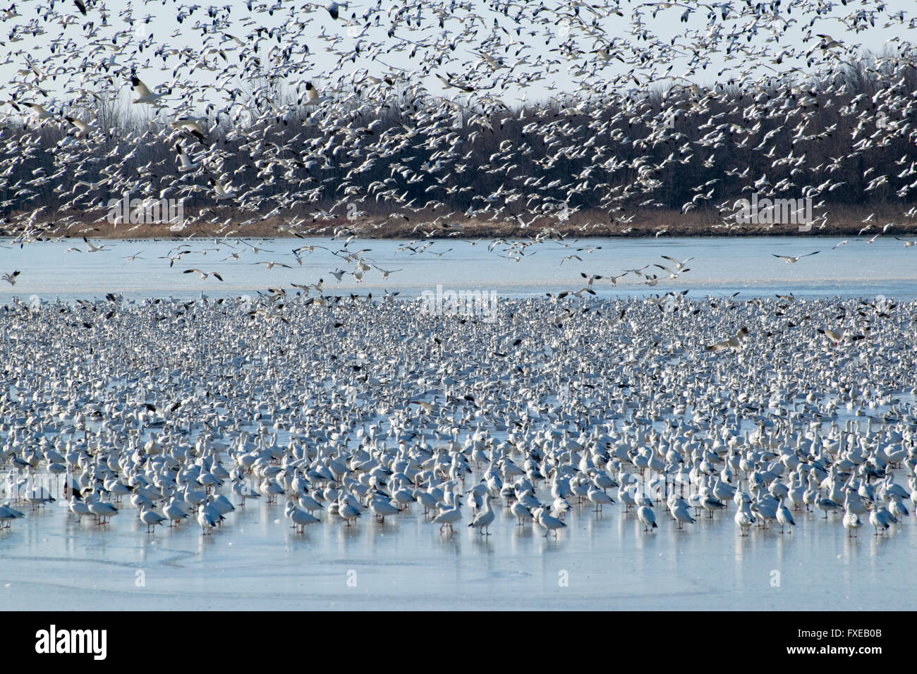 Snow Geese migrating north. Stock Photo