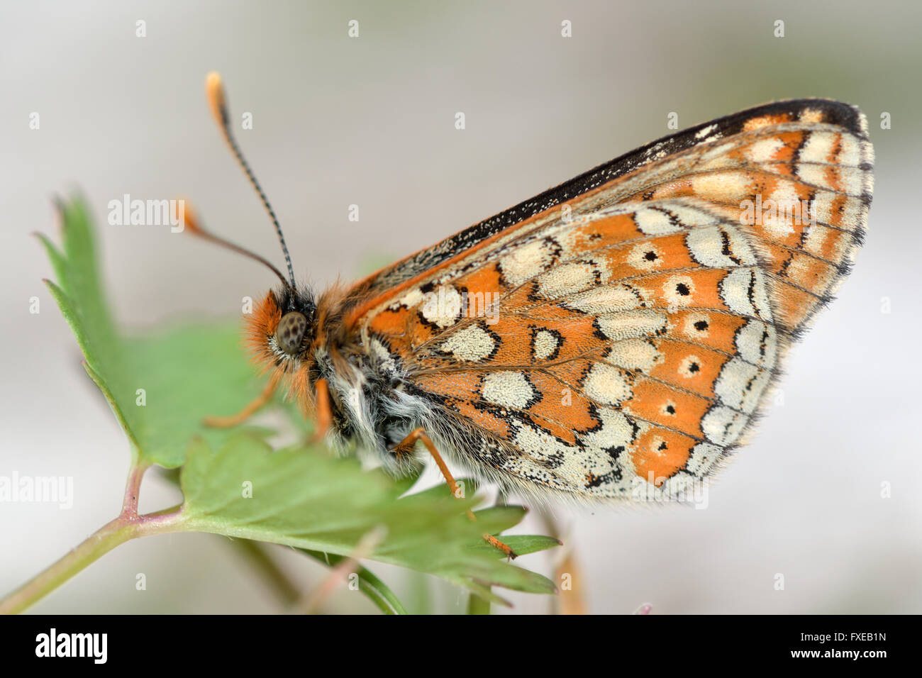 Marsh fritillary (Euphydryas aurinia). Endangered butterfly in the family Nymphalidae, at rest showing beautifully pattern Stock Photo