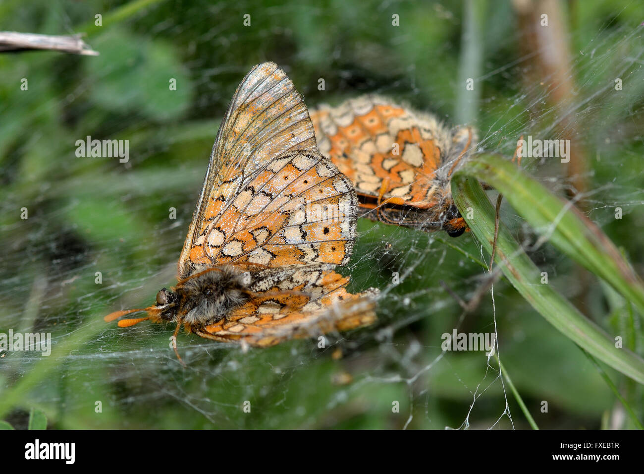 Marsh fritillaries (Euphydryas aurinia) in spider's web. Endangered butterflies in the family Nymphalidae, dead Stock Photo