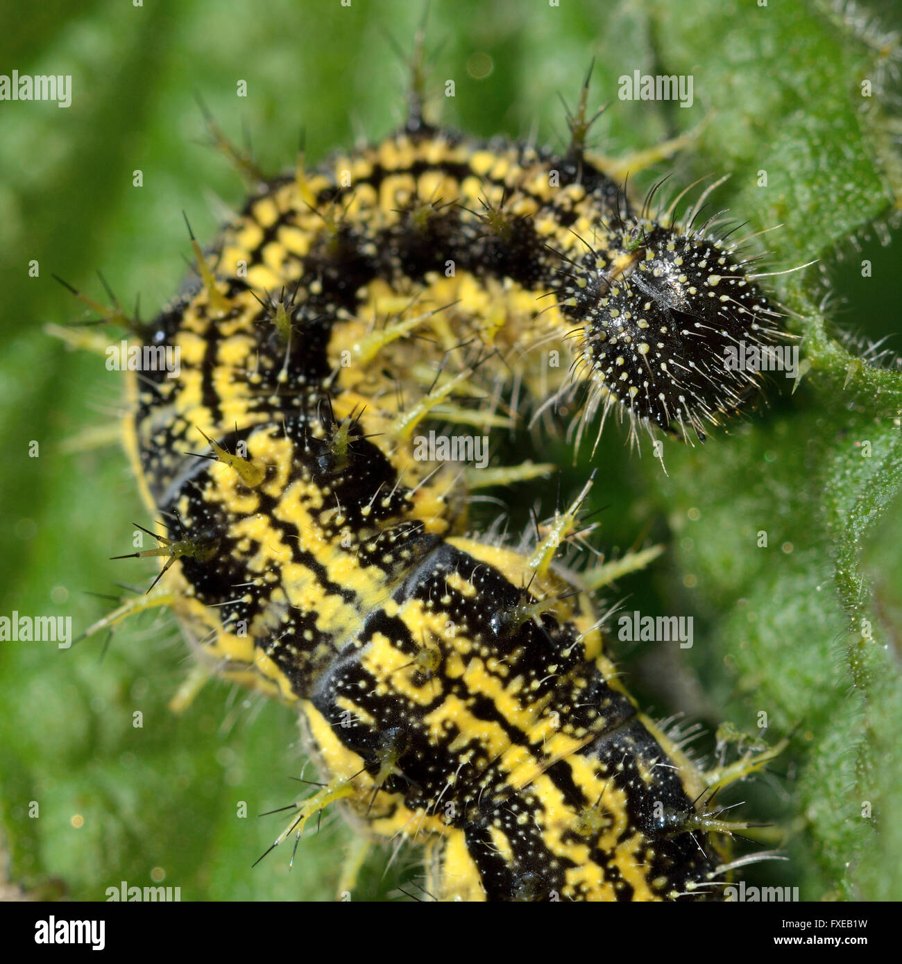 Small tortoiseshell (Aglais urticae) caterpillar. Mature yellow and black spiny larva of butterfly in the family Nymphalidae Stock Photo