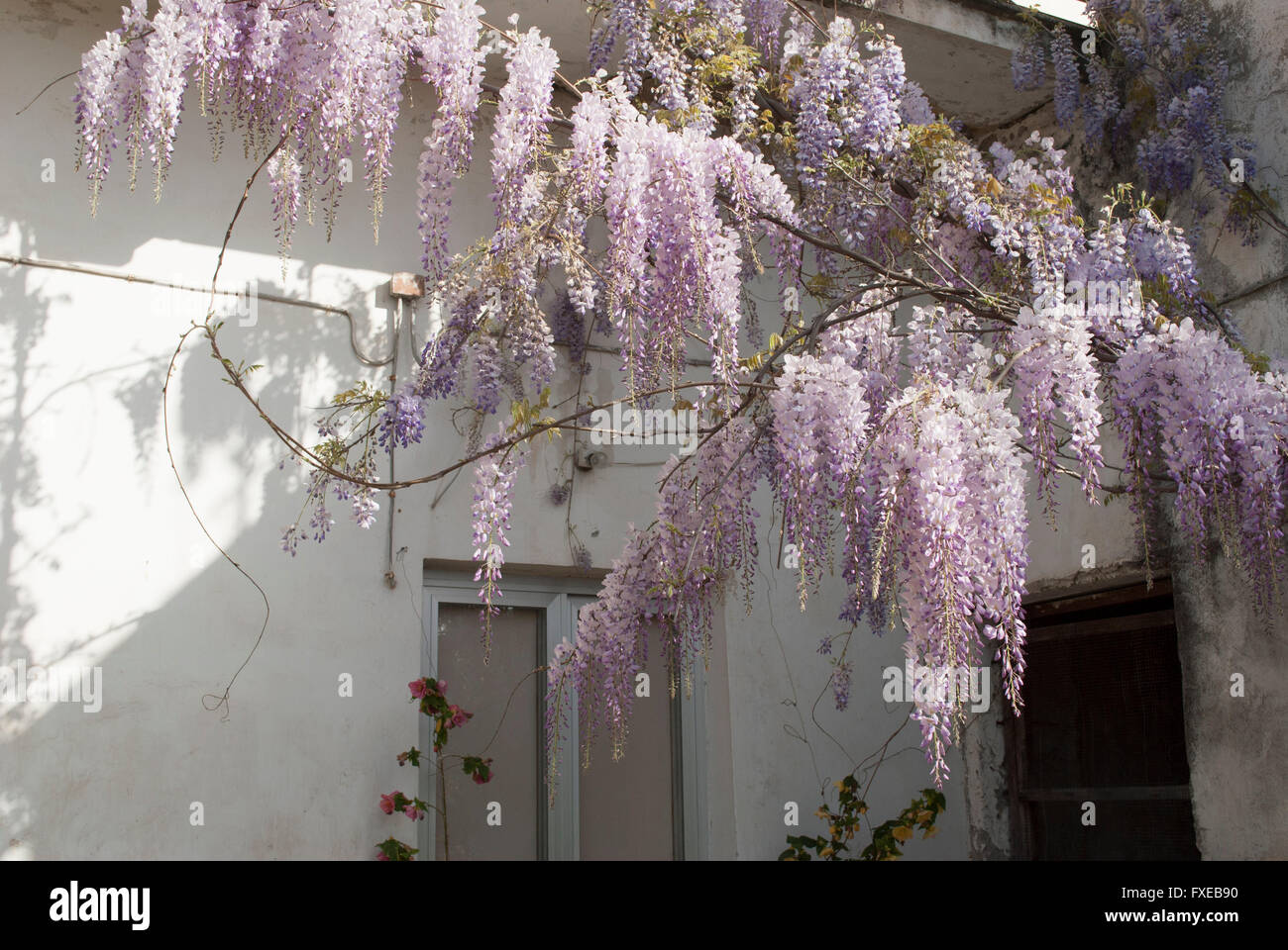 Wisteria Plant in an Old Courtyard With Other Flowers Stock Photo