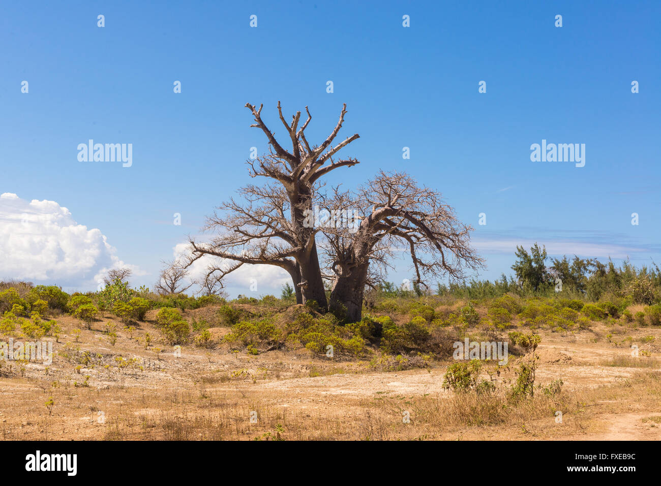 Big baobab tree growing surrounded by African Savannah Stock Photo