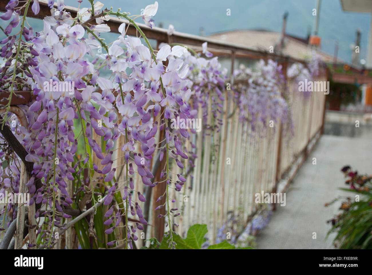 Wisteria Plant in an Old Courtyard With Other Flowers Stock Photo