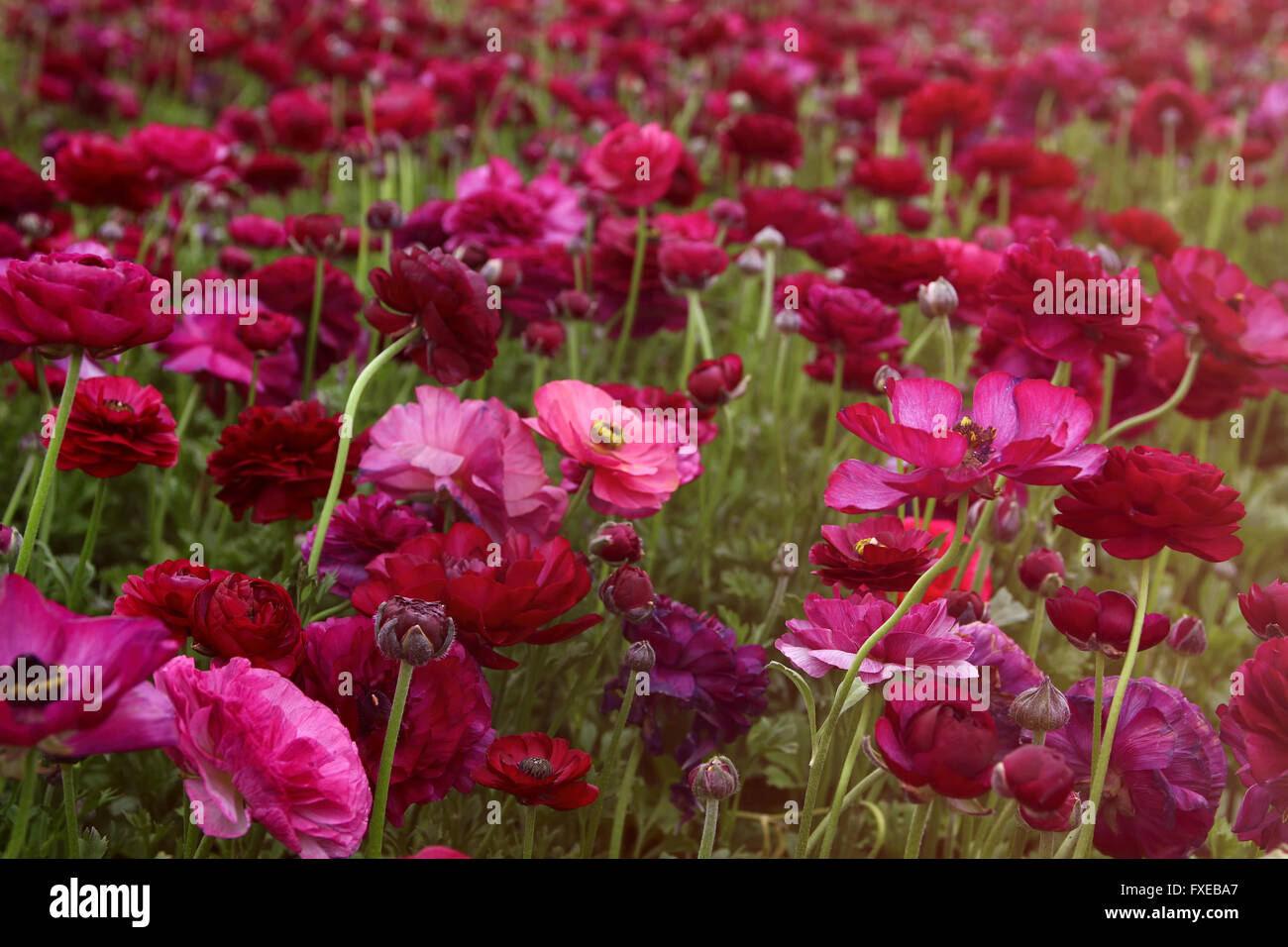 dreamy photo with low angle of spring flowers Stock Photo - Alamy