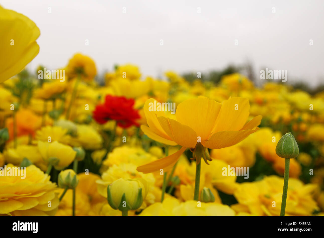 dreamy photo with low angle of spring flowers Stock Photo - Alamy