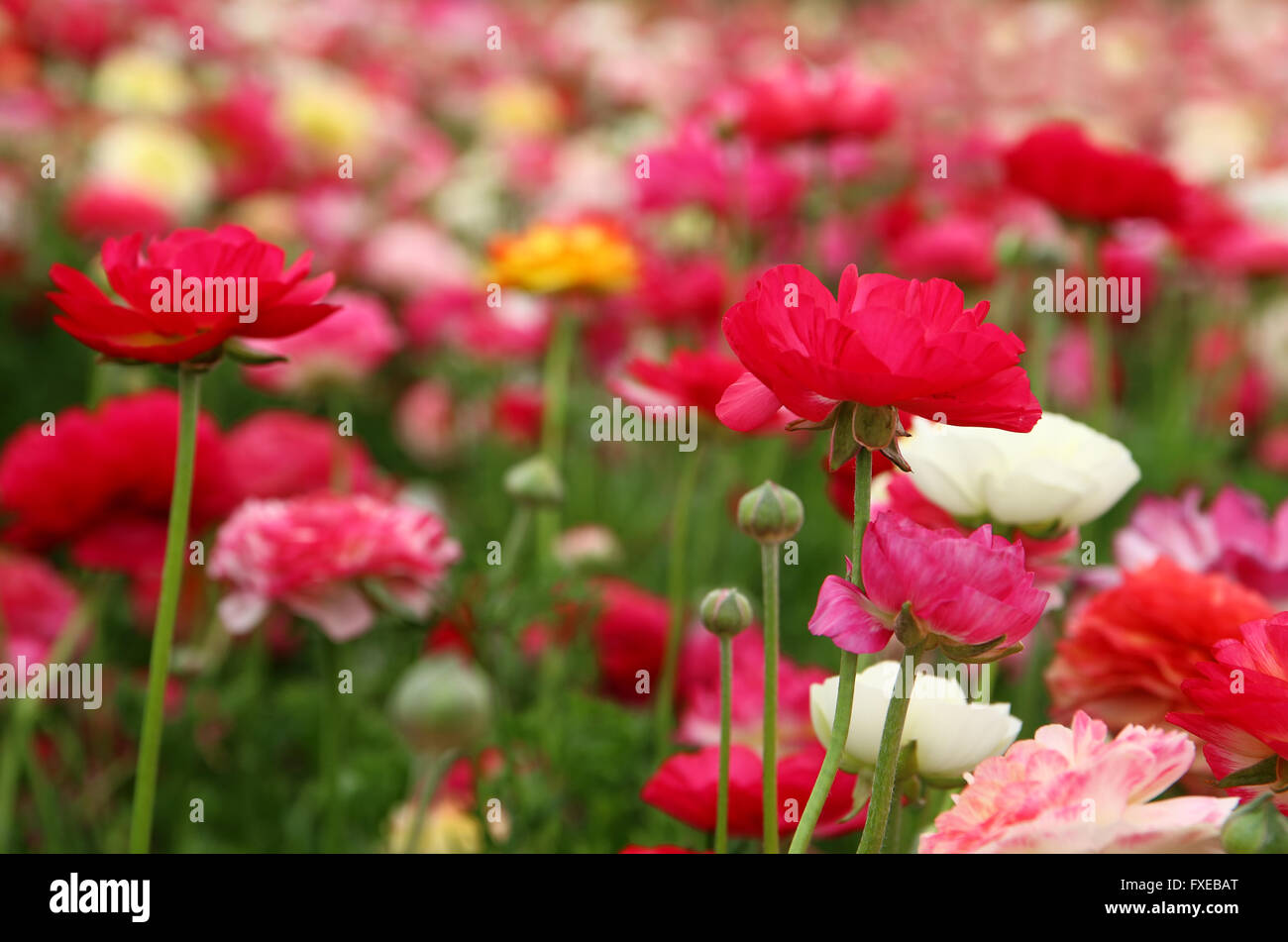 dreamy photo with low angle of spring flowers Stock Photo - Alamy