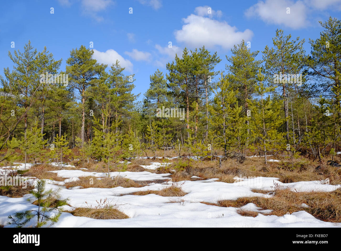 Sunny day in pine forest at wetland Stock Photo - Alamy