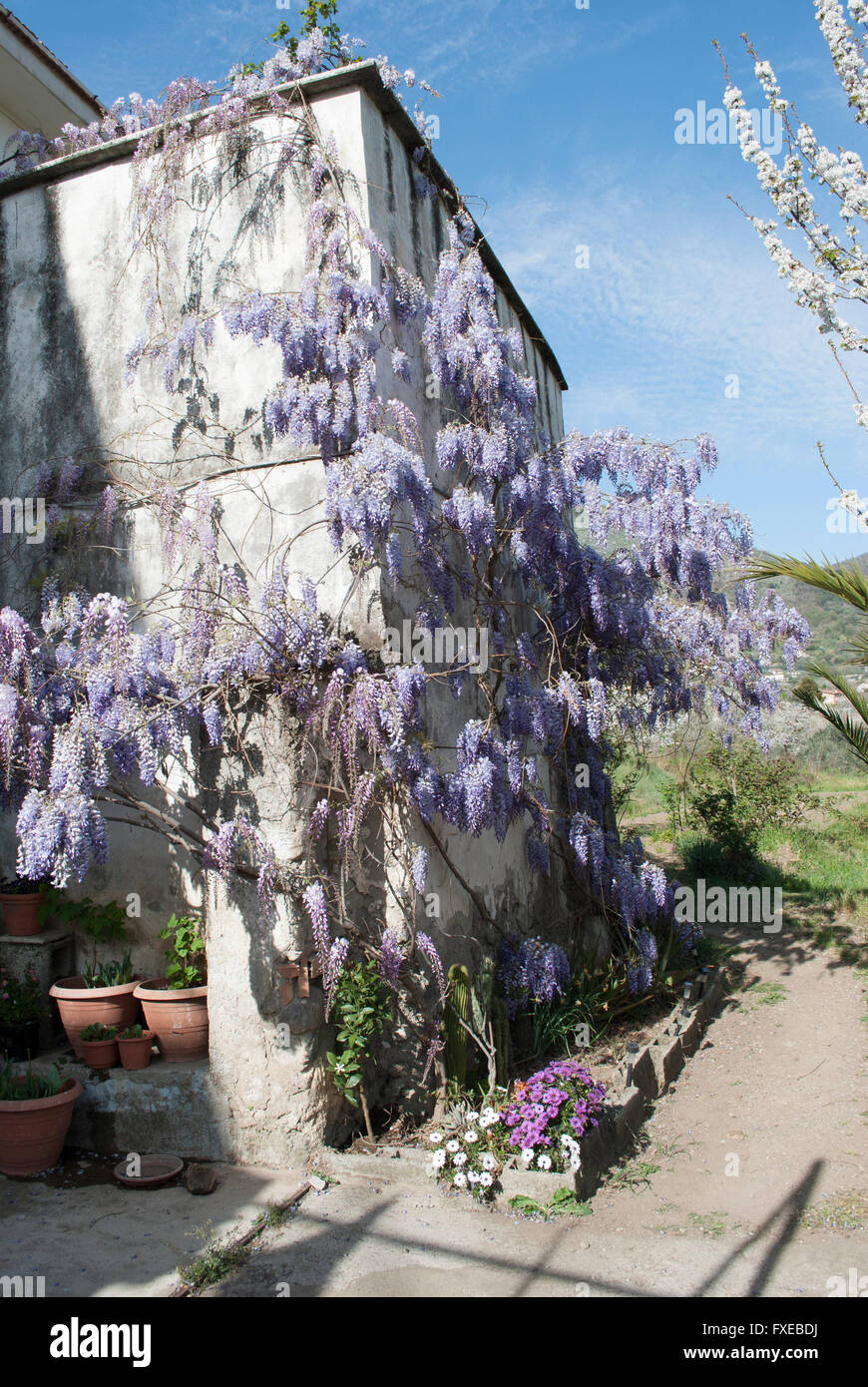 A beautiful plant of Wisteria floribunda in an old abandoned courtyard on the mountains with blooming cherry tree in background Stock Photo