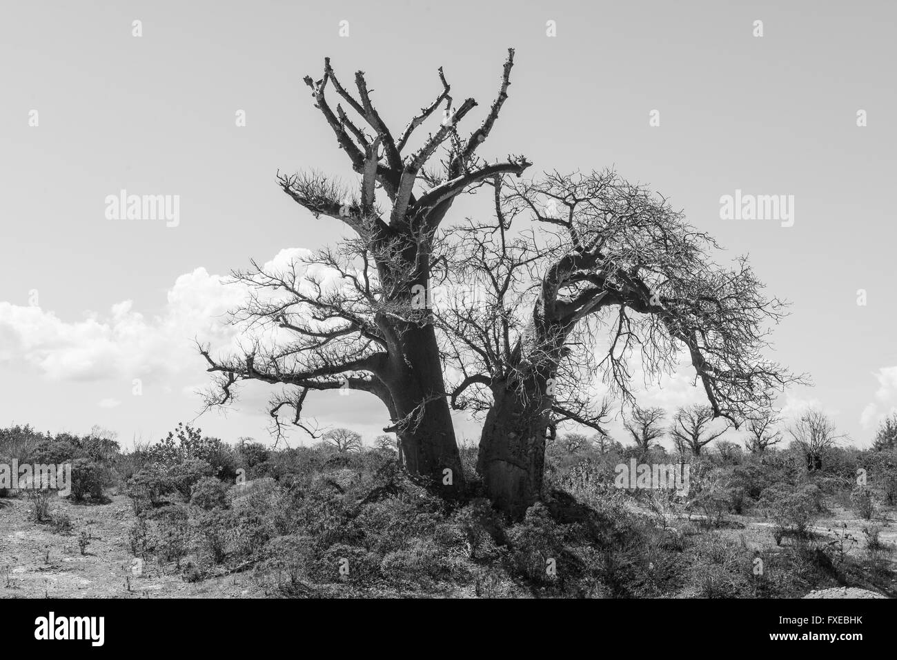 Big baobab tree growing surrounded by African Savannah. Black and white. Stock Photo