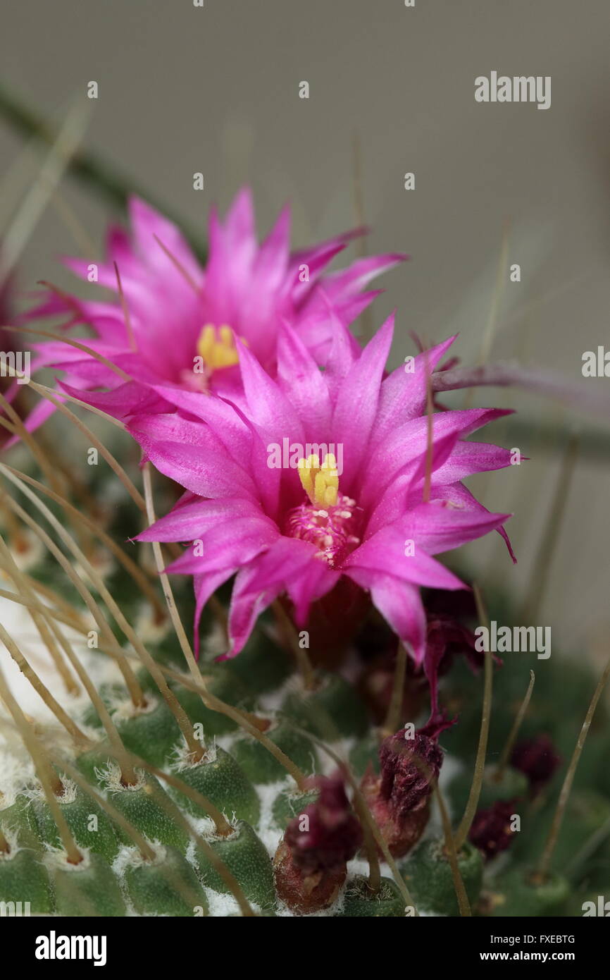 Close up image  of blooming flower of Red headed Irishman or Mammillaria spinosissima Cactus Stock Photo