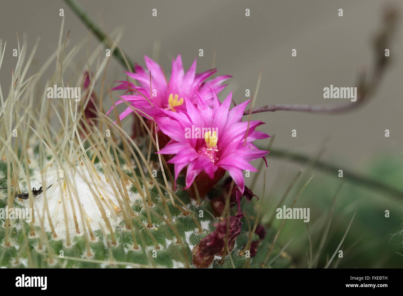 Close up image  of blooming flower of Red headed Irishman or Mammillaria spinosissima Cactus Stock Photo