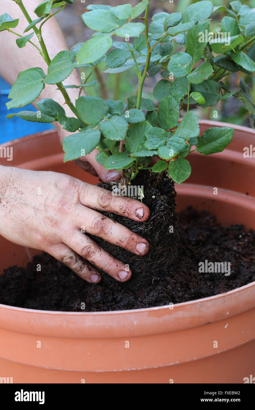 Growing rose plant in a pot Stock Photo