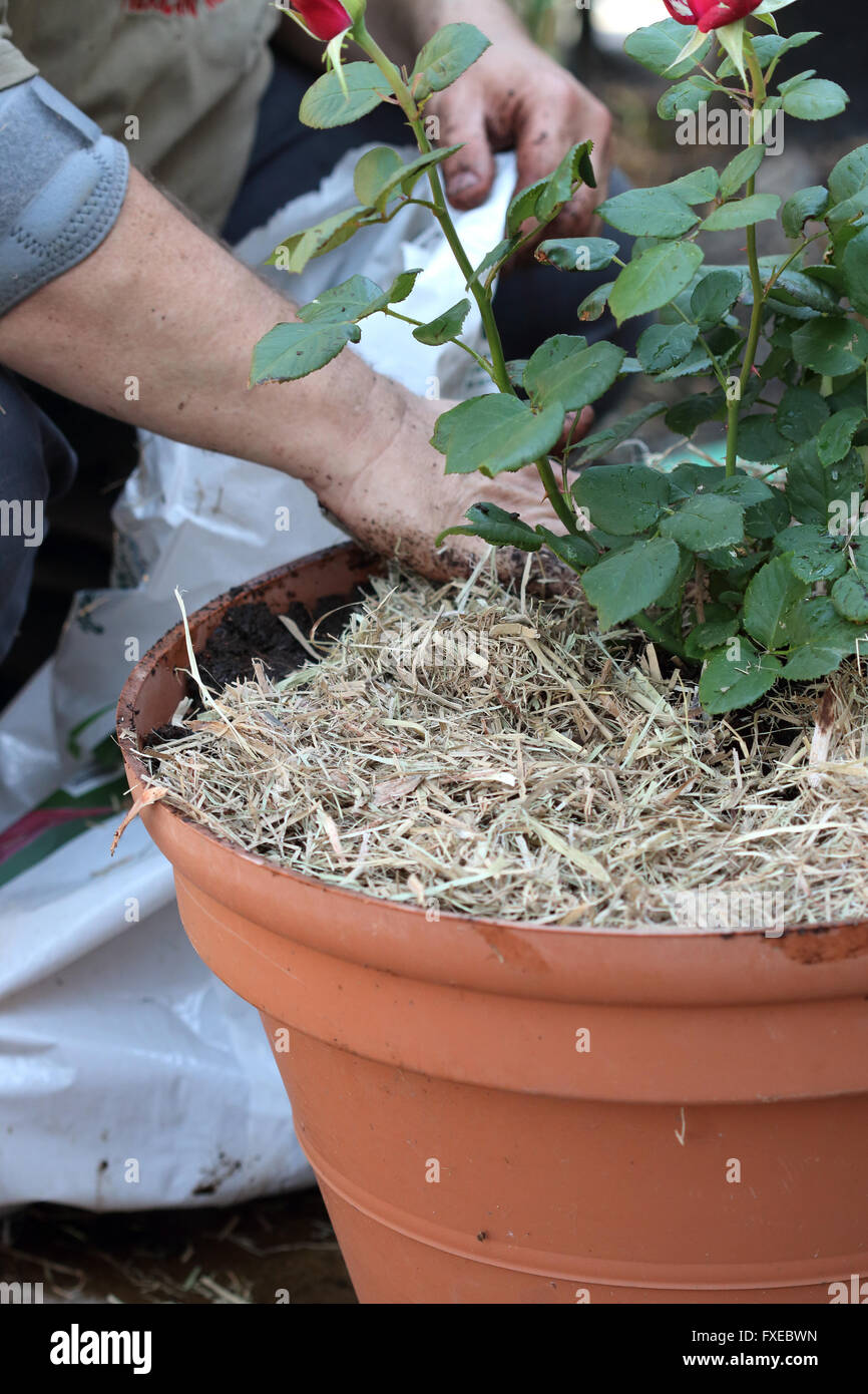 What Kind Of Soil For Roses In Pots at Joshua Kim blog