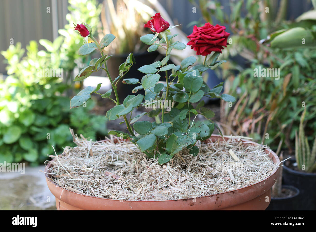 Growing long stem red roses in a pot with soil covered with sugar cane  mulch Stock Photo - Alamy