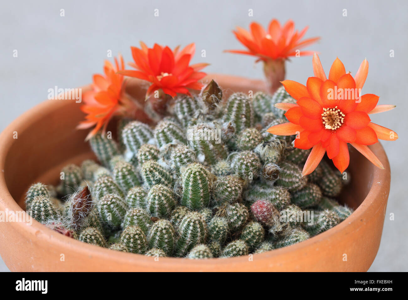 Close up image of flowering Echinopsis chamaecereus or also known as Peanut cactus Stock Photo