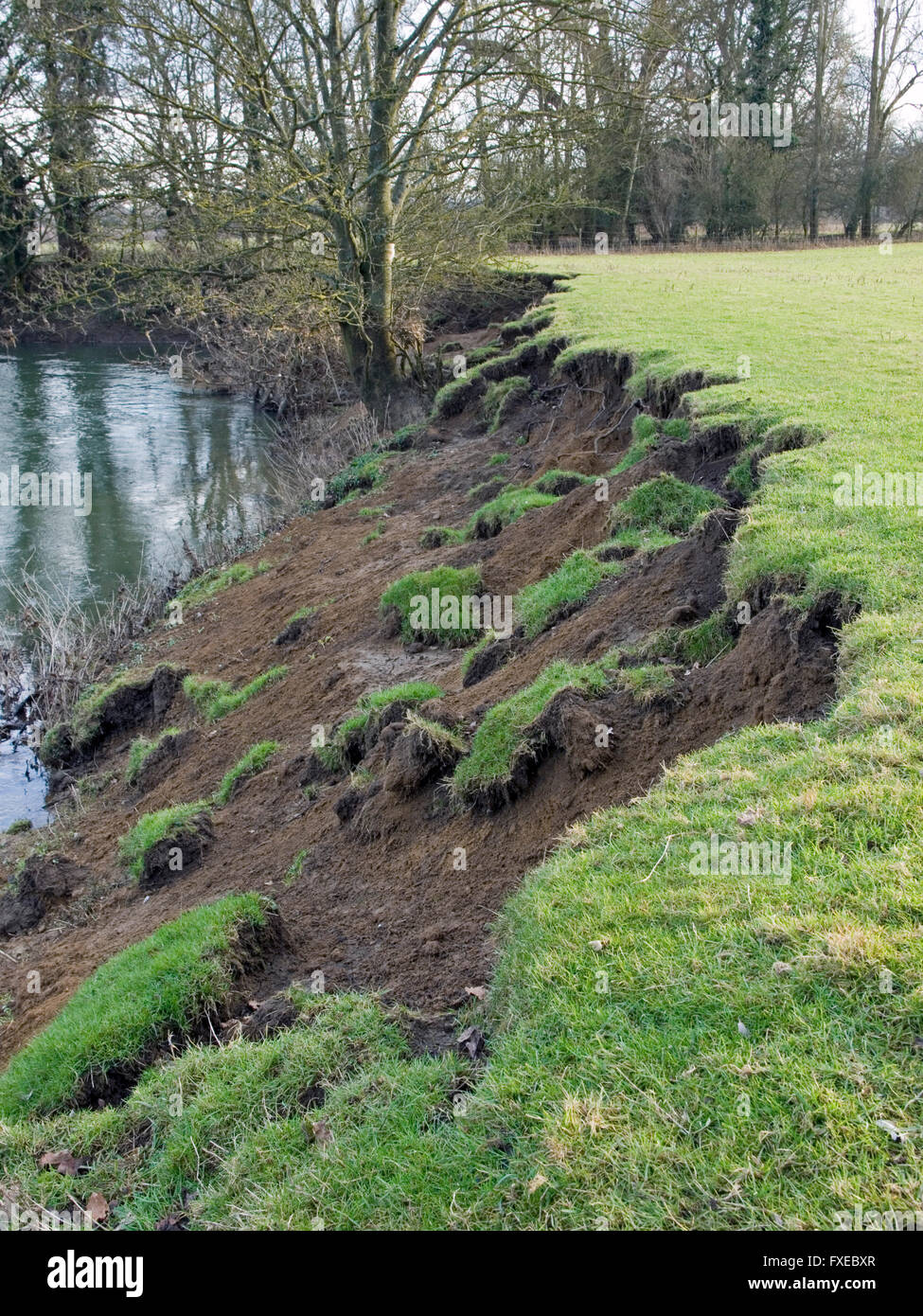 River Avon Wiltshire bank erosion Stock Photo