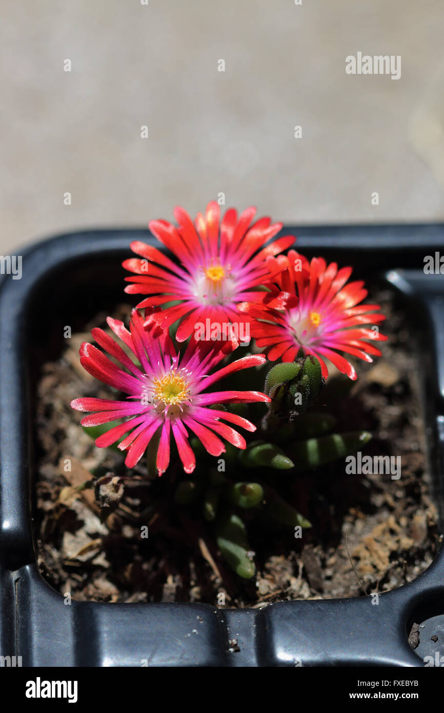 Macro image  of blooming Ice Plant flowers in a seedling tray Stock Photo