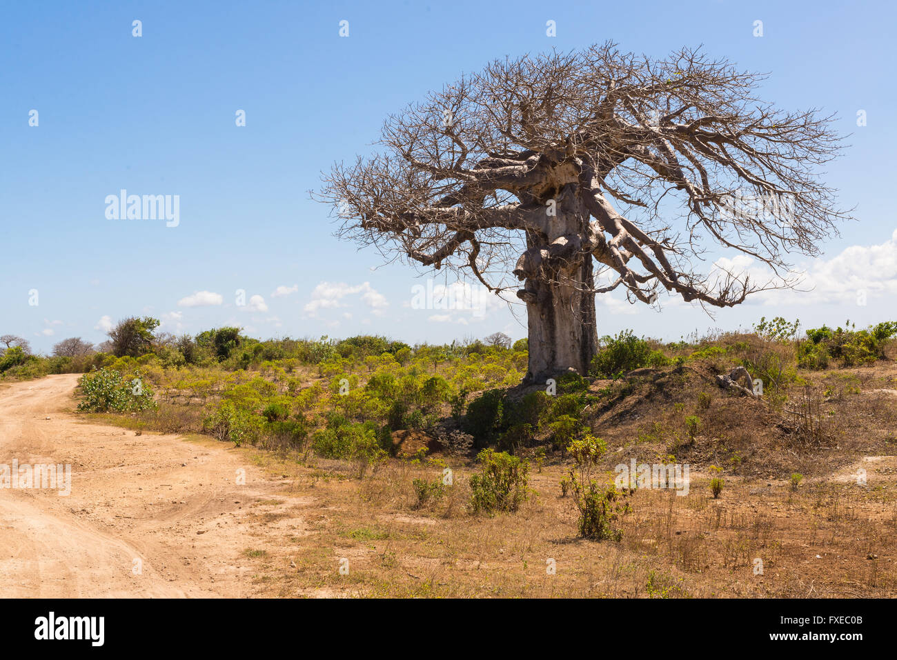 Big baobab tree surrounded by African Savannah with dirt track next to it Stock Photo