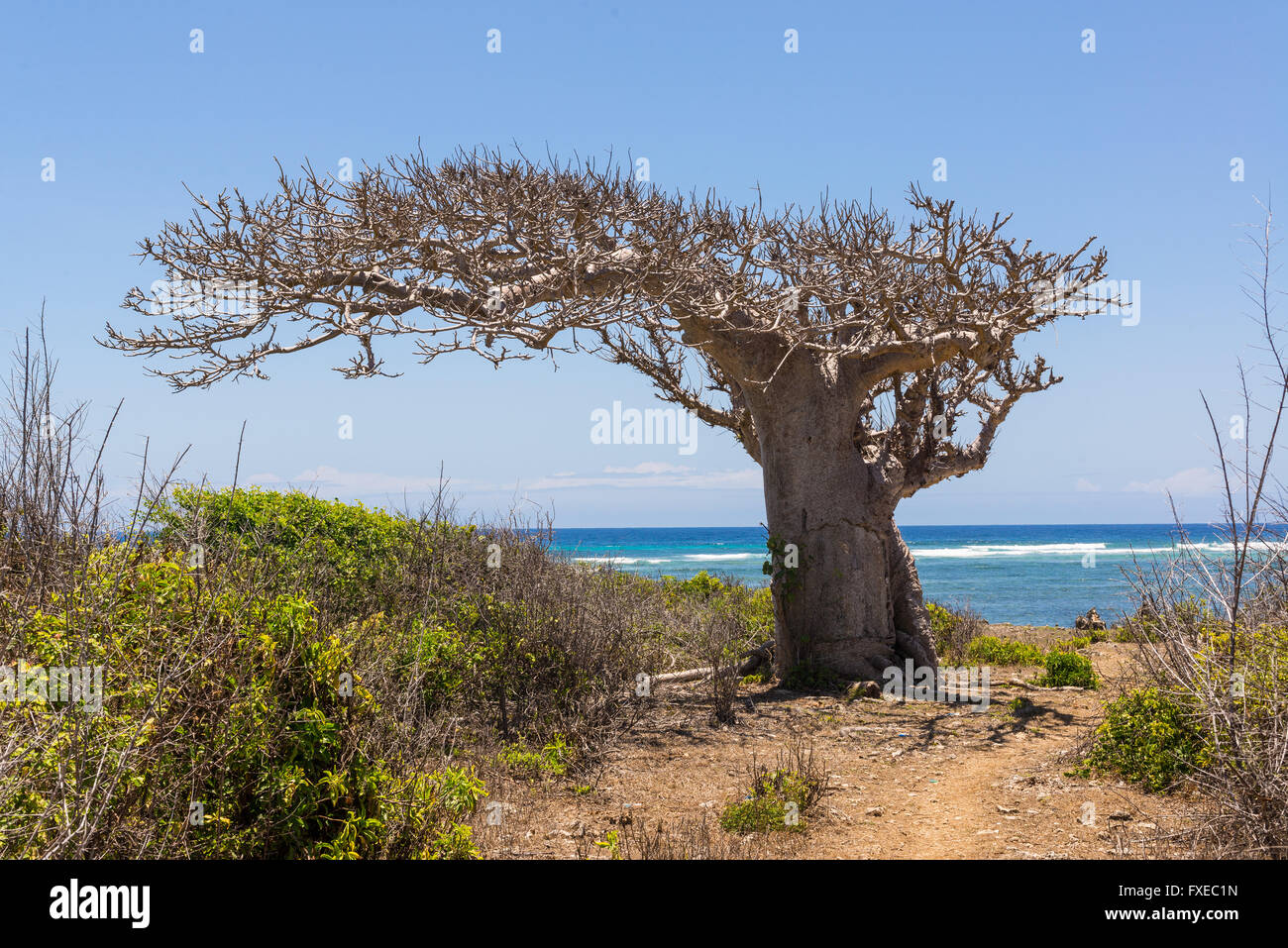 Big baobab tree growing surrounded by bushes and sea in the background Stock Photo