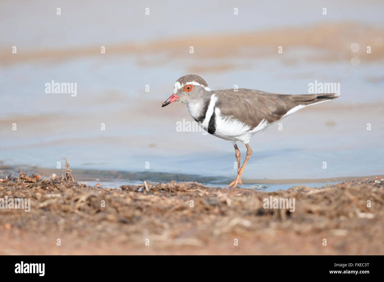 Three-banded Plover (Charadrius tricollaris) on the edge of a waterhole in Kruger National Park, South Africa Stock Photo