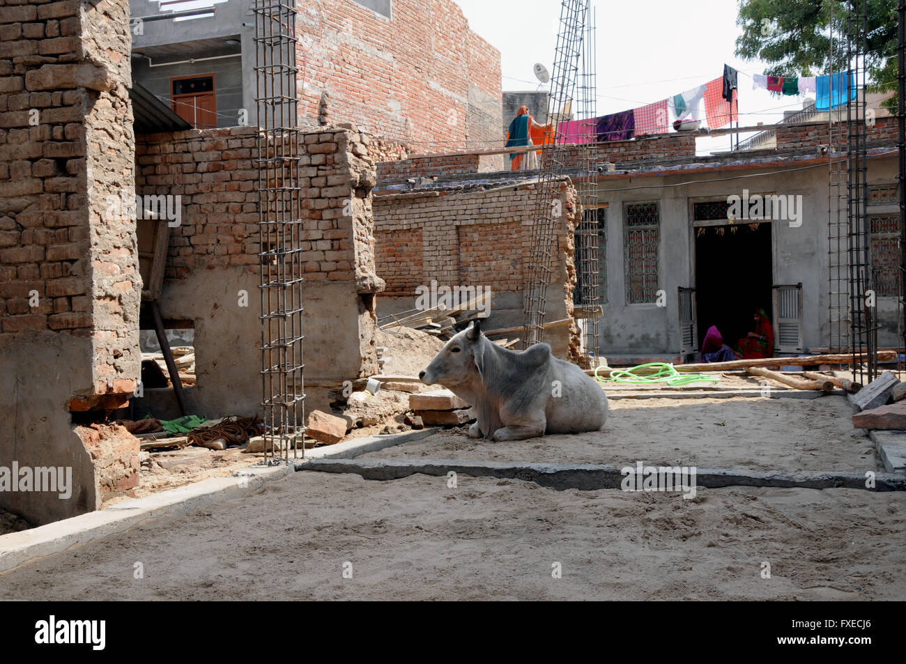 A cow sits contentedly in a building site in the northern Indian town of Jojawar. Stock Photo