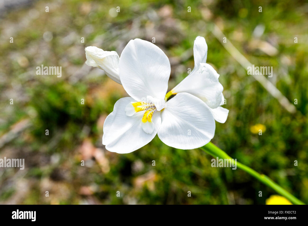 Native White Iris (Diplarrena moraea), Tasmania, Australia Stock Photo