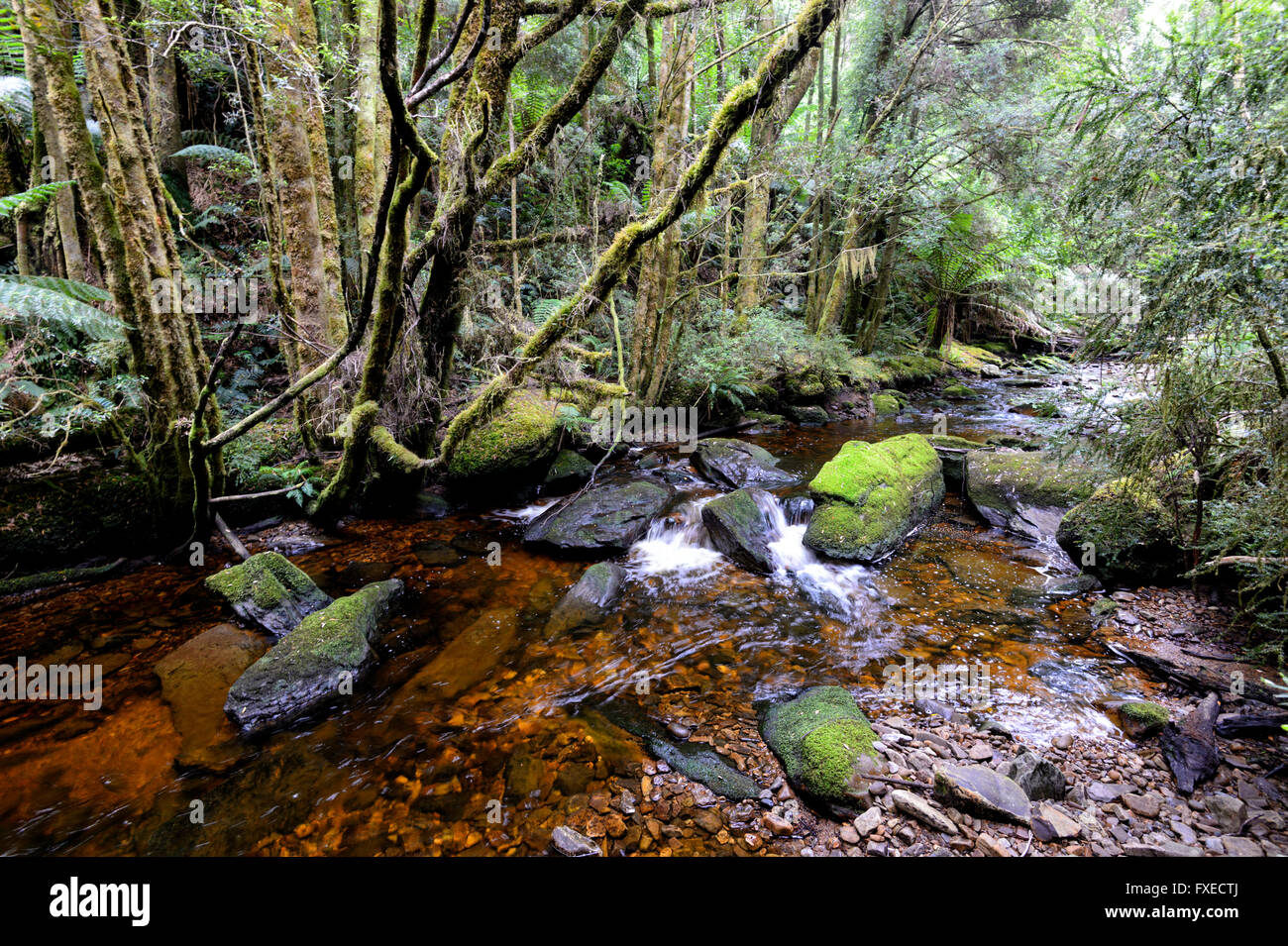 Temperate Rainforest, Cradle Mountain-Lake St Clair National Park