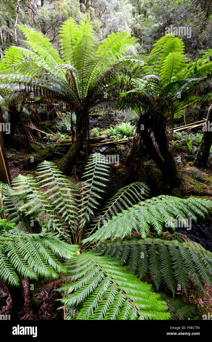 Tree Ferns (Dicksonia antarctica), Cradle MountainLake St Clair