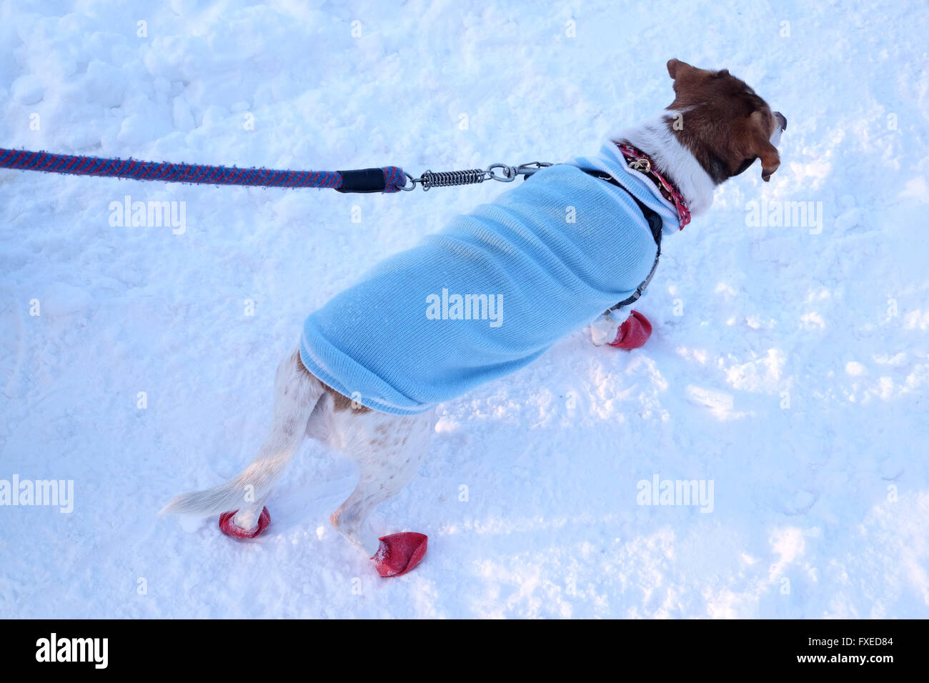 Why Do Dogs Walk Funny With Shoes