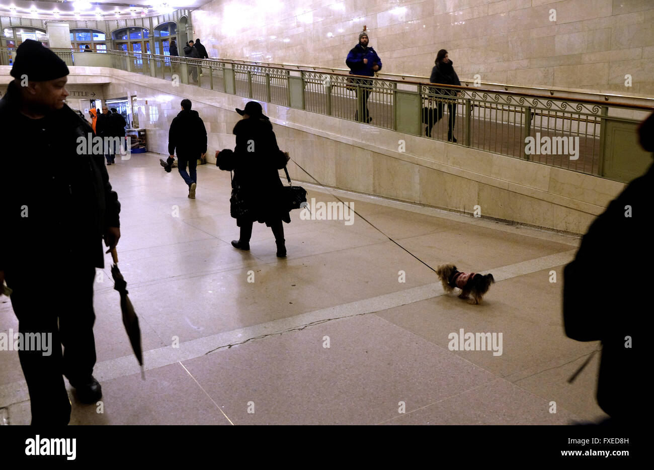 A lady walking her dog through Grand Central Station in New York City, United States of America. Stock Photo