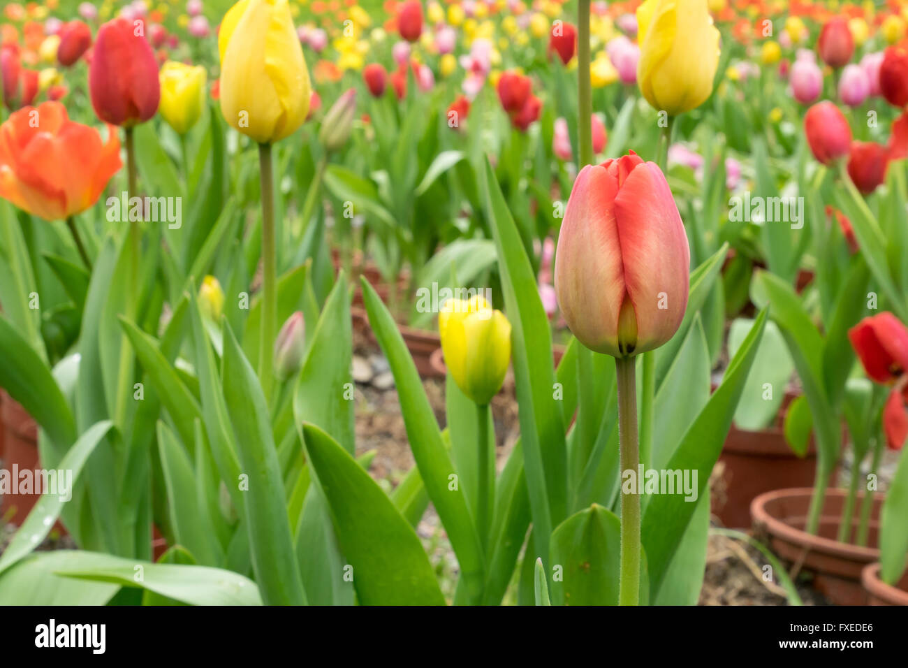 The group of beautiful red and yellow tulips flower at the garden in ...