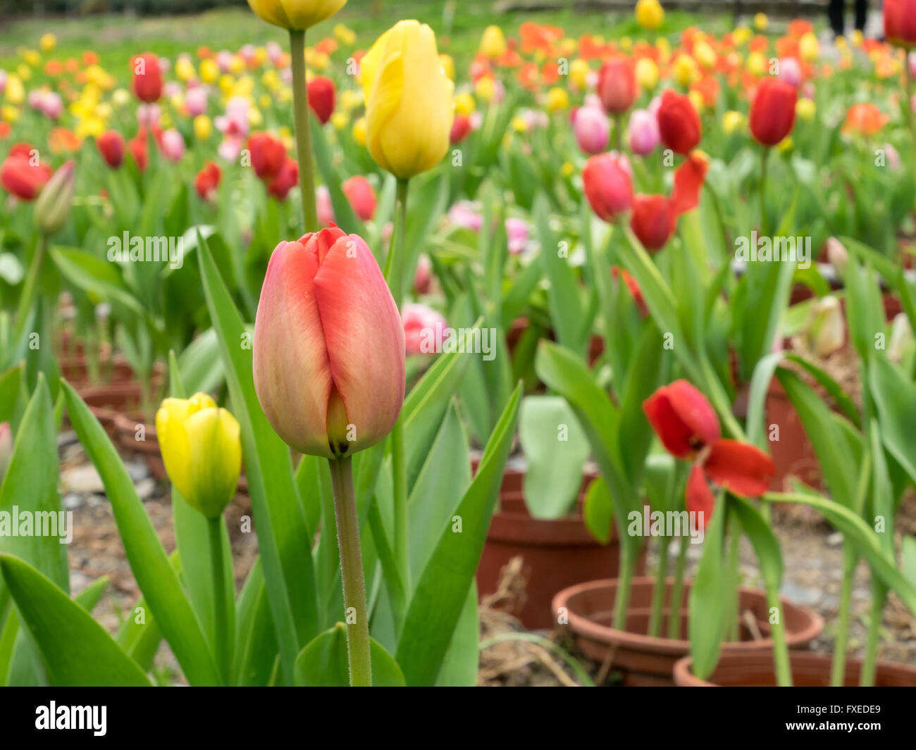 The group of beautiful red and yellow tulips flower at the garden in ...